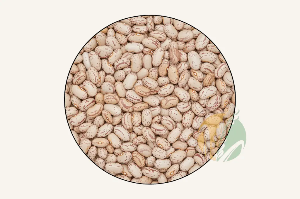 Pinto Bean