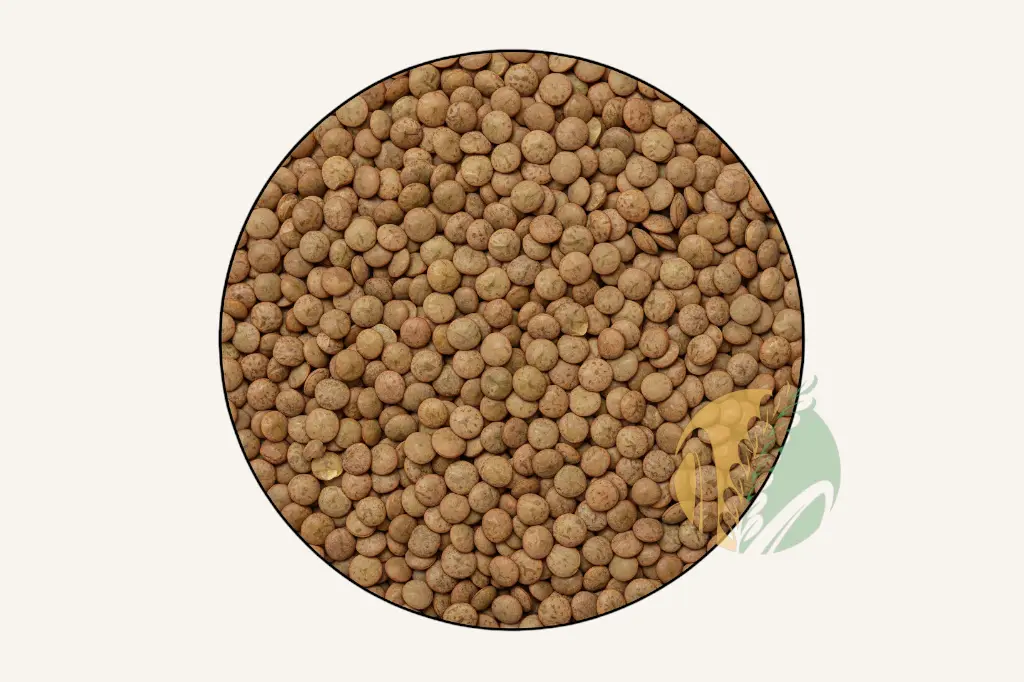 Lentil