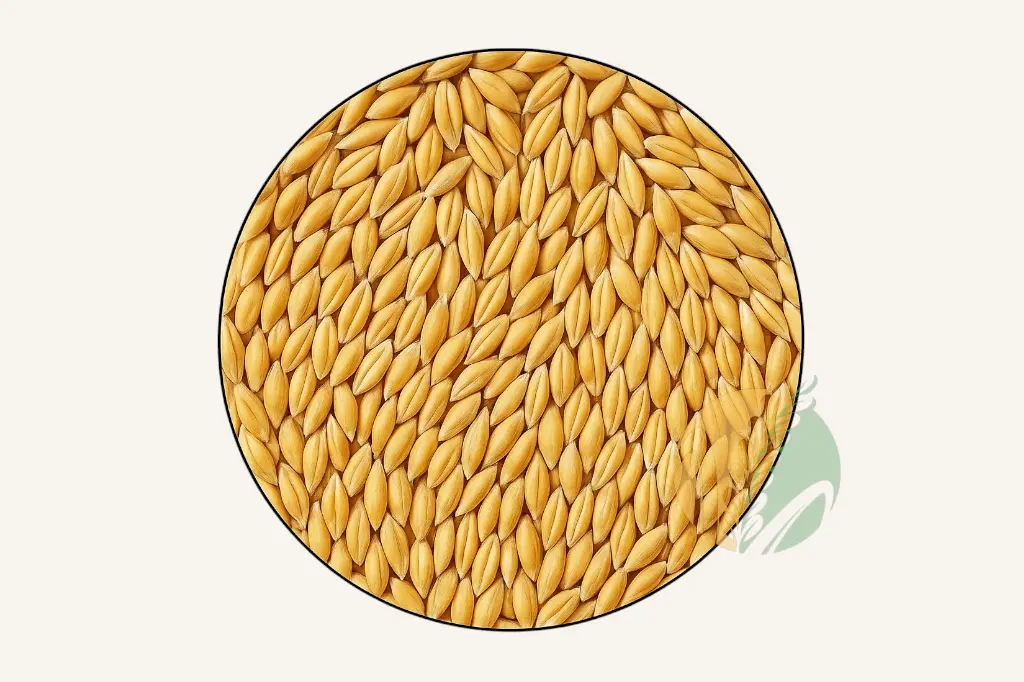 Barley