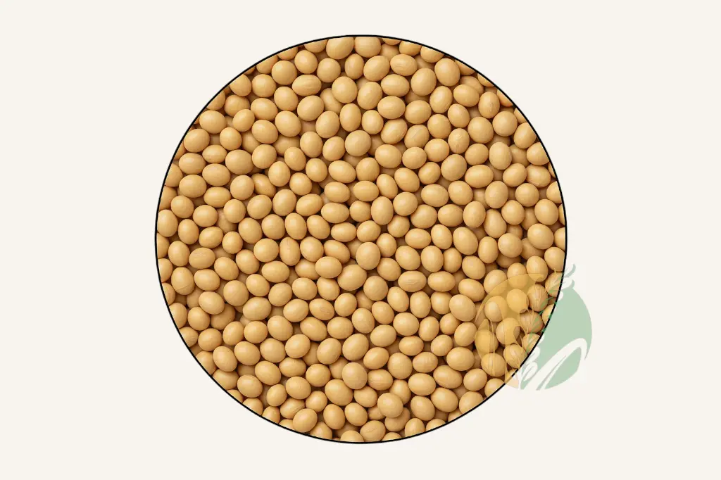 Soybean GMO