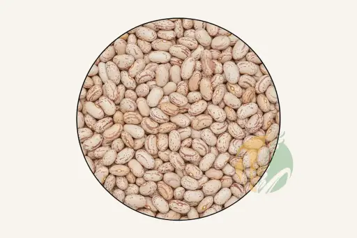 Pinto Bean