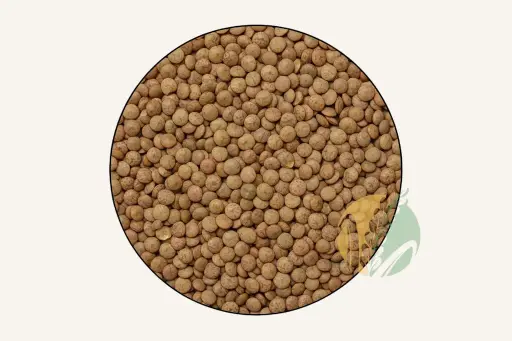 Lentil
