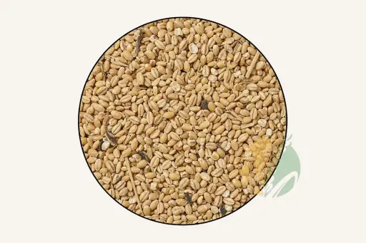 Barley Animal Feed